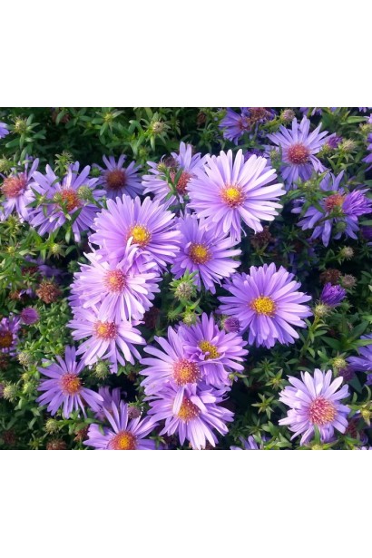 Астра кустовая Эрли Блю цветы